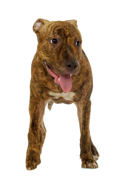 アメリカンスタッフォードシャー テリア犬 — ストック写真