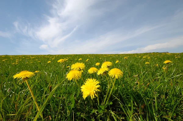 Dandelions and blue sky — Stock Photo, Image