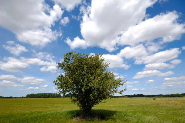 Drzewa na polu — Zdjęcie stockowe