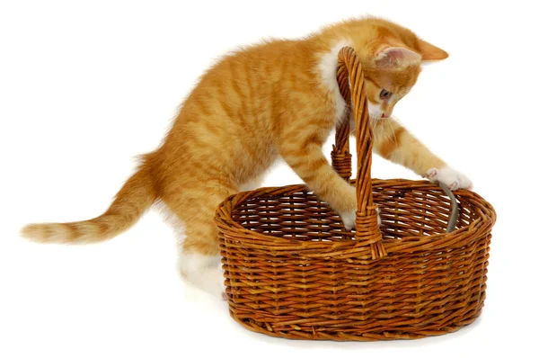 バスケットの子猫 — ストック写真