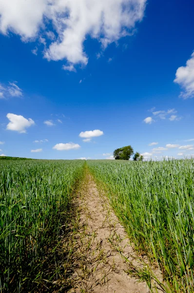 Campo verde — Foto Stock