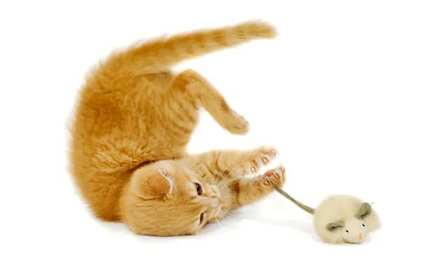 Kočka a myš — Stock fotografie