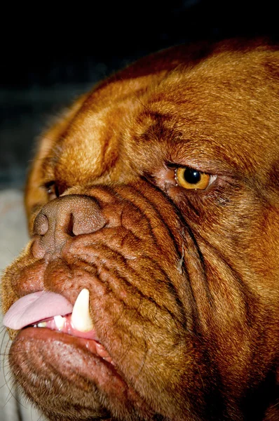 醜い犬 — ストック写真