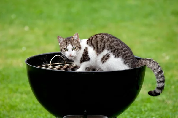 Gato hambriento — Foto de Stock