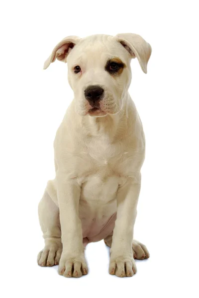 Sad puppy dog Stock Image