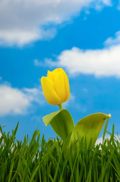Tulipa e céu azul — Fotografia de Stock