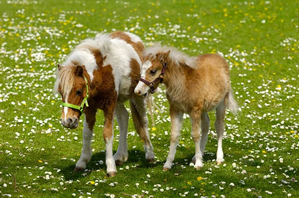 Häst mor och barn — Stockfoto