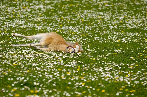 Häst föl vilar på blomma fältet — Stockfoto