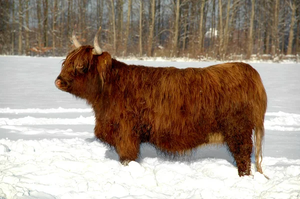 Cow in snow — Stock Photo, Image