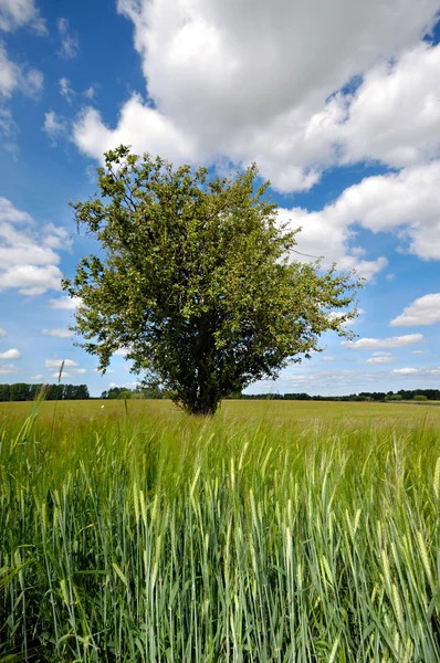 Träd i majsfält — Stockfoto