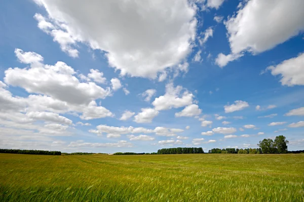 Кукуруза и облака — стоковое фото