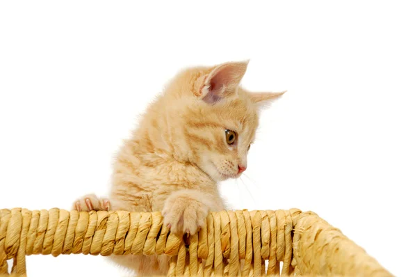 Yavru kedi — Stok fotoğraf