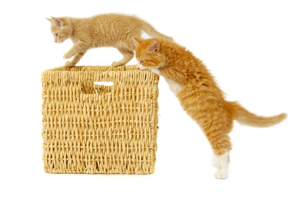 Два котенка — стоковое фото