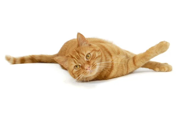 Red cat — Stock Photo, Image
