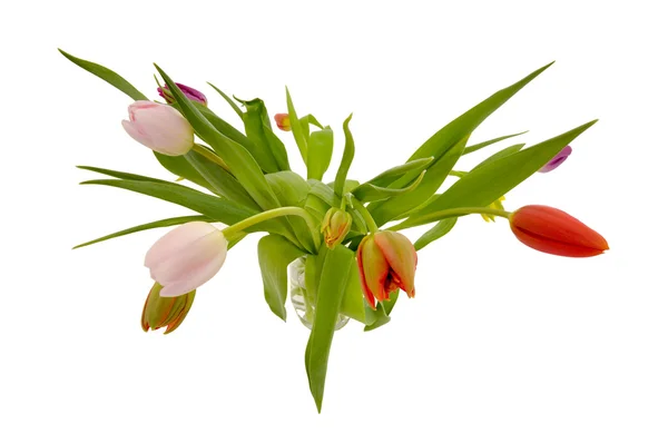 Tulipa flores isoladas no fundo branco — Fotografia de Stock