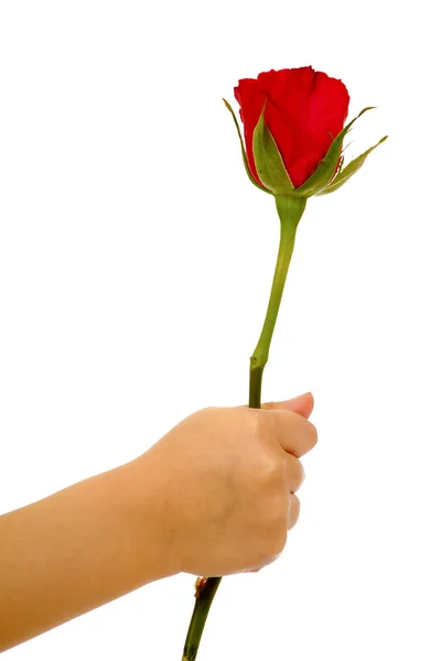 Kind hält Rosenblume in der Hand auf weißem Hintergrund — Stockfoto