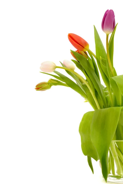 Tulipán flores aisladas sobre fondo blanco — Foto de Stock
