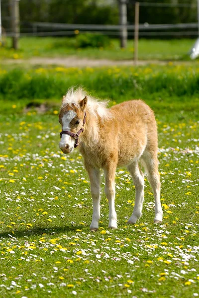 若い馬の子馬との牧草地 — ストック写真