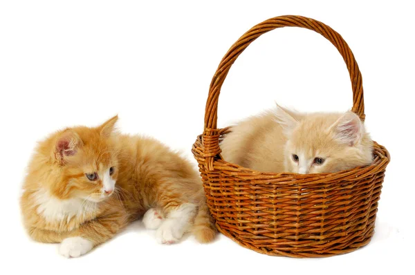 Dois gatinhos — Fotografia de Stock