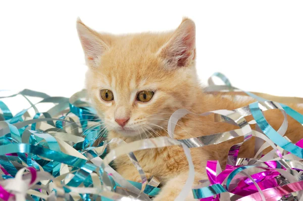 Kitten in confetti — Stock Photo, Image