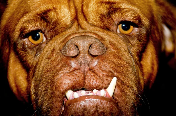 Άσχημο σκυλί πρόσωπο — Φωτογραφία Αρχείου