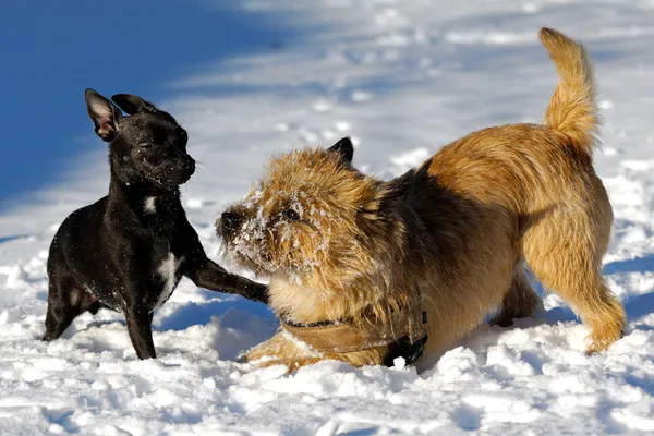 Two dogs playing — Stock Photo, Image
