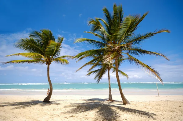 Palmy na pláži — Stock fotografie