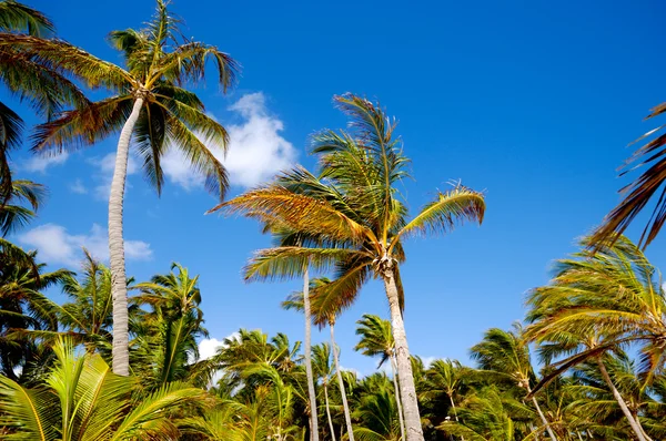 Palm forest — Stock Photo, Image