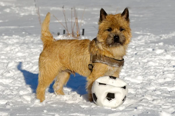 Hund i snö — Stockfoto