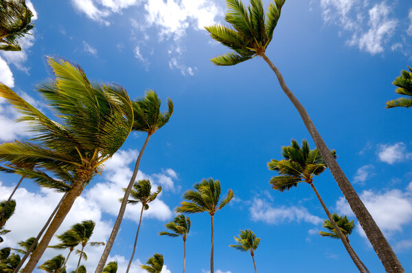 Palms and blue sky