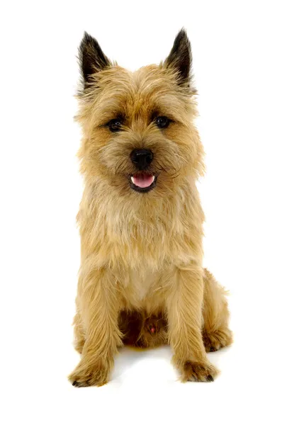 Szczęśliwy pies. Cairn terrier. — Zdjęcie stockowe