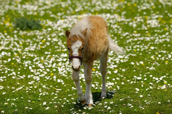 Horse foal on grass with flowers — Stockfoto