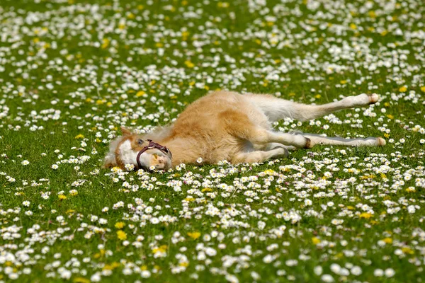 Potro de caballo descansando en el campo de flores —  Fotos de Stock