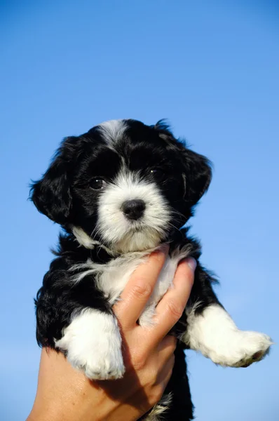 Маленький щенок в руке — стоковое фото