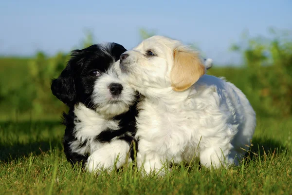Perros cachorros blancos y negros — Foto de Stock
