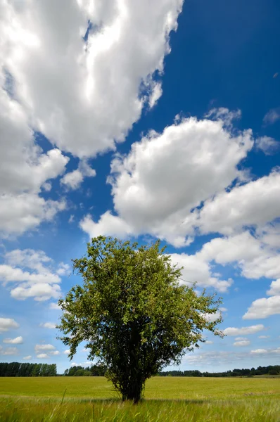 Baum im Maisfeld — Stockfoto