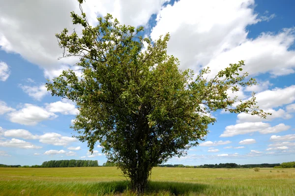 Baum auf Maisfeld — Stockfoto