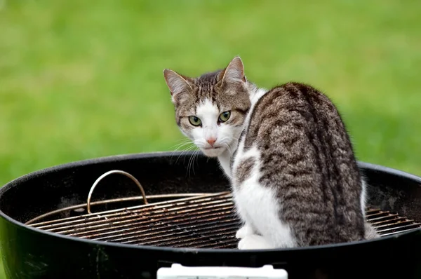 Katt på grillen — Stockfoto