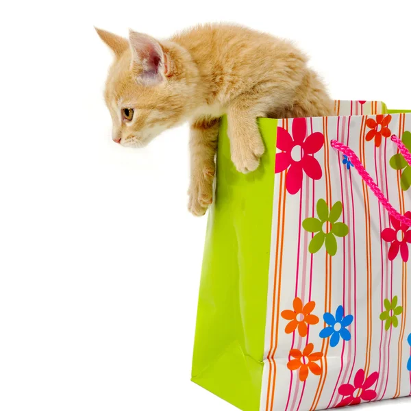 Kitten en boodschappentas — Stockfoto