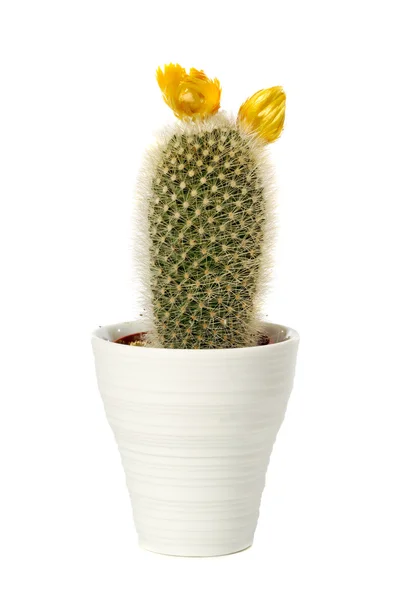 stock image Cactus in pot