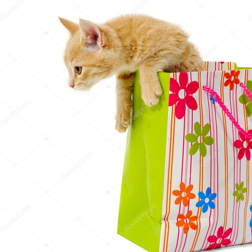Kitten and shopping bag