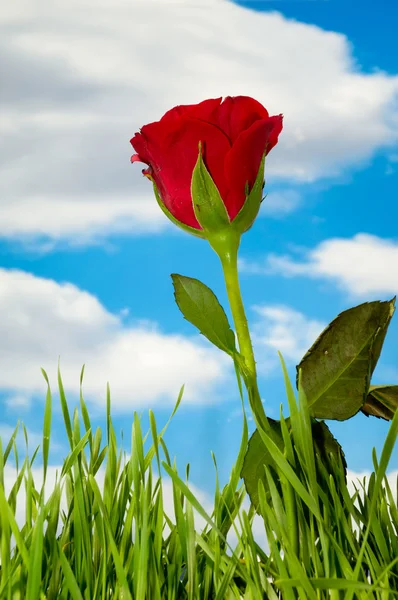 赤いバラと雲 — ストック写真