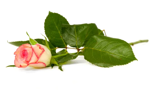 Rose on white background — Stock Photo, Image