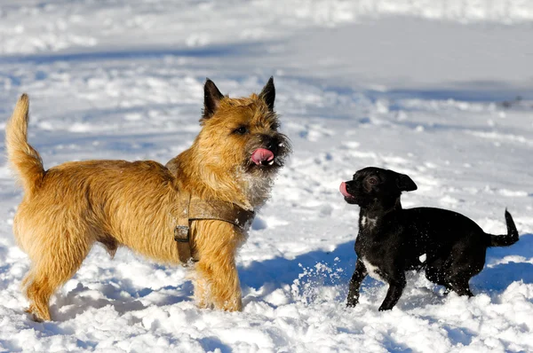 Karda iki köpek — Stok fotoğraf