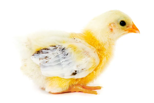Tavuk bebek — Stok fotoğraf