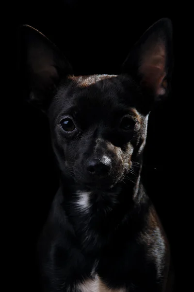Puppy hondje — Stockfoto