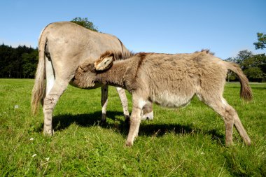 Donkey drinking milk clipart