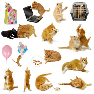 Cat collection on white background clipart