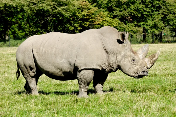 Neushoorn — Stockfoto