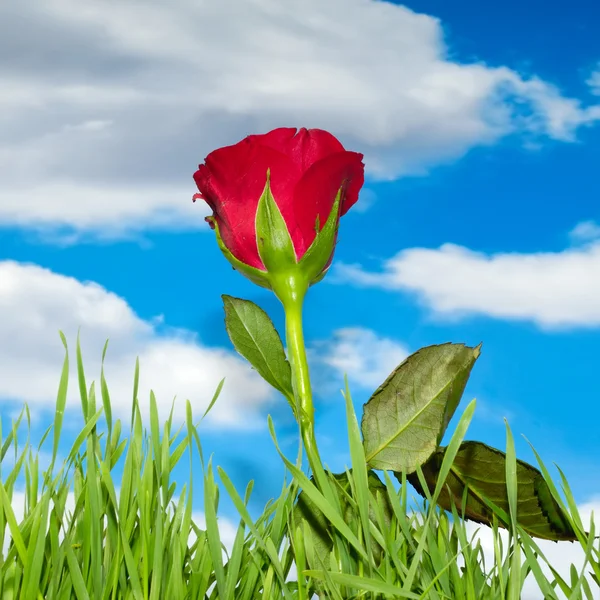 Красная роза и облака — стоковое фото